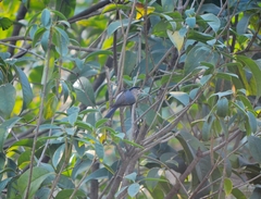 Aegithalos glaucogularis