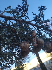 Cupressus sempervirens