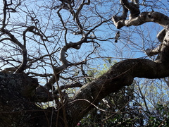 Hemiphaga novaeseelandiae