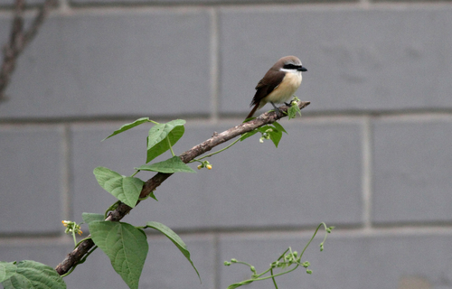 Brown Shrike (Philippine)