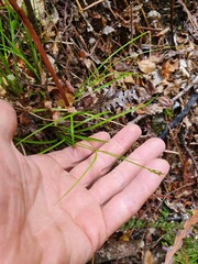 Carex lectissima
