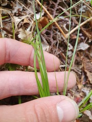 Carex lectissima