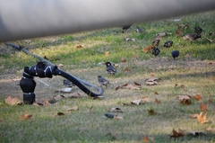 Spodiopsar cineraceus