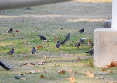 Spodiopsar cineraceus