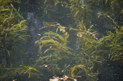 Potamogeton crispus
