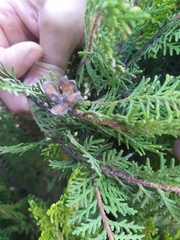 Platycladus orientalis
