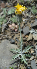 Crepis crocea