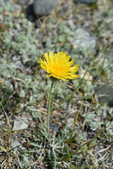 Crepis crocea