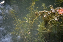 Potamogeton crispus