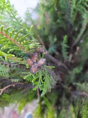 Platycladus orientalis