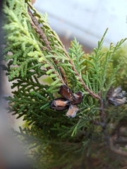Platycladus orientalis