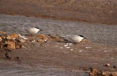 Sterna hirundo longipennis