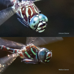 Austroaeschna cooloola