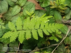 Deparia petersenii