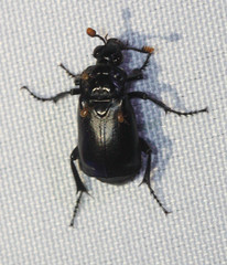 Nicrophorus nigrita