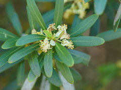 Tasmannia xerophila