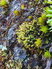 Conostomum tetragonum