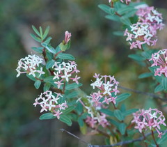 Pimelea alpina