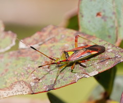 Pseudopantilius australis