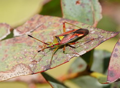 Pseudopantilius australis