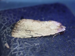 Tachosa brunnescens