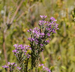 Comesperma retusum