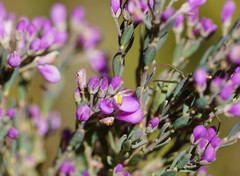 Comesperma retusum