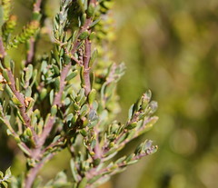 Comesperma retusum