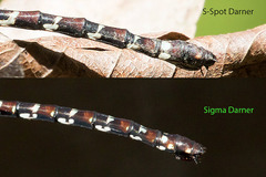 Austroaeschna christine