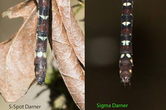 Austroaeschna christine