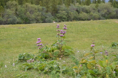 Phlomoides pratensis