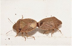 Paramenestheus semoni