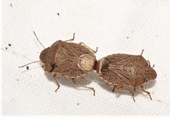 Paramenestheus semoni