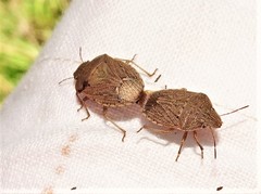 Paramenestheus semoni