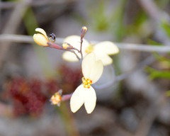 Stylidium spathulatum