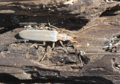 Copidita quadrimaculata