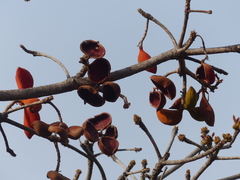 Sterculia tragacantha