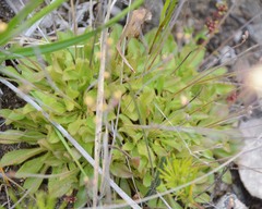 Stylidium spathulatum