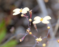 Stylidium spathulatum