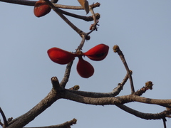 Sterculia tragacantha