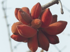 Sterculia tragacantha