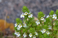Euphrasia pectinata