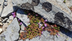 Penstemon davidsonii davidsonii