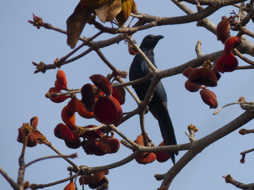 Neumann's Starling