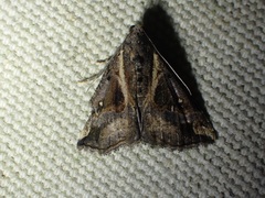 Hypena varialis