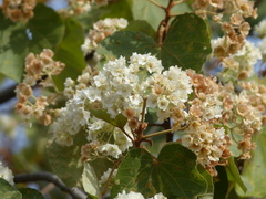 Dombeya ledermannii