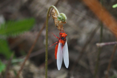 Huechys sanguinea