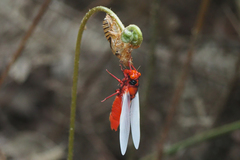 Huechys sanguinea