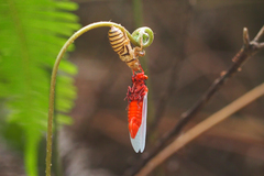 Huechys sanguinea