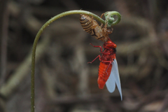 Huechys sanguinea